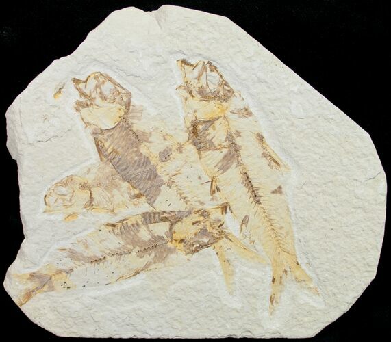 Bargain Knightia Fossil Fish Plate #10883